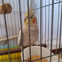 عروس هلندی ماده