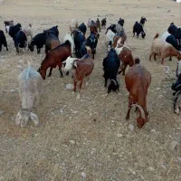 بز جوان داشتی