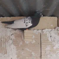 سینه کله ساده ماده