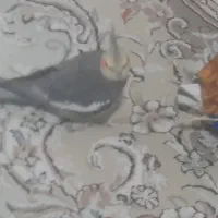 چهارتاعروس هلندی مولد|پرنده|خرم‌آباد, |دیوار