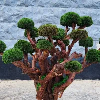 تابلو .درخت و درختچه جاودان|صنایع دستی و سایر لوازم تزئینی|اهواز, فرهنگ شهر|دیوار