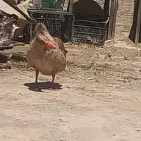 غاز محلی