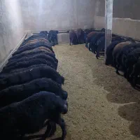 بره ی نر پرواری