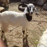 بز معاوضه با موتور|حیوانات مزرعه|رودان, |دیوار