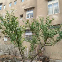 آپارتمان-اجاره-ای-500دستگاه