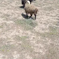 گوسفند چاق برای قصابی جوان