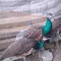 طاووس|پرنده|آستانه اشرفیه, |دیوار