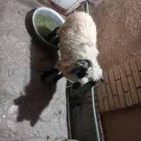 بره نر