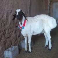 بره نر تخمی و چبوش