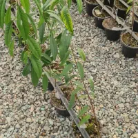 نهال و نشا آقای دکتر سعادتی|خدمات باغبانی و درختکاری|محمدشهر, محمدشهر|دیوار