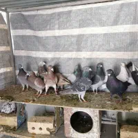 کبوتر پلاکی شهری بهبهونی|پرنده|شیراز, دشت چنار|دیوار