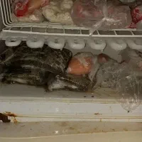 یخچال|یخچال و فریزر|ماکو, |دیوار