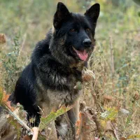 توله ژرمن شپردورک|سگ|اردبیل, |دیوار