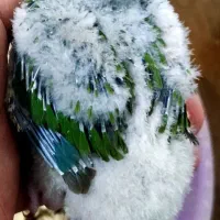 جوجه گرینچیک دبل رد زیبا و تپل