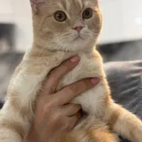 گربه اسکاتیش