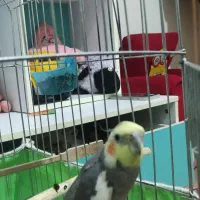 عروس هلندی