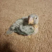 یک عدد جوجه گرینچیک سرلاکی پاین اپل