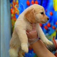 گلدن رتریور کیفیت درجه یک