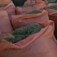 یونجه سبز بهبهان