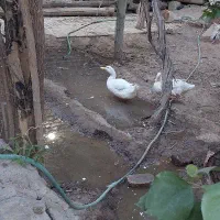اردک تخم گذار