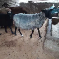 گوسفند|حیوانات مزرعه|فاضل آباد, |دیوار