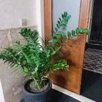 گل طبیعی، زامفولیا غول پیکر