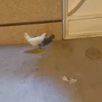 خروس جوان
