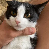 واگذاری رایگان گربه