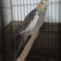 عروس هلندی