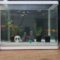 اکواریوم و ماهی