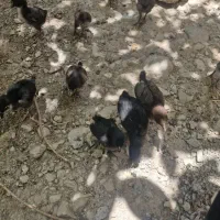 جوجه کوردی