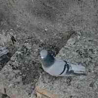 سبز دم سفید