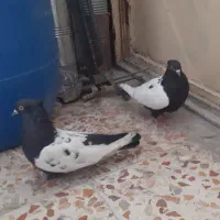کبوتر سینه ای|پرنده|اهواز, امانیه|دیوار