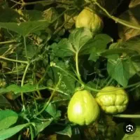 میوه چایوت|خوردنی و آشامیدنی|بابلسر, |دیوار