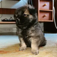 سگ چاو چاو|سگ|تهران, سازمان آب|دیوار