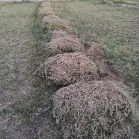 باغبانی و درختکاری