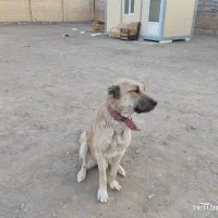 سگ سرابی گم شده