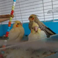جوجه عروس