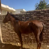 اسب قهوای ۲ ساله