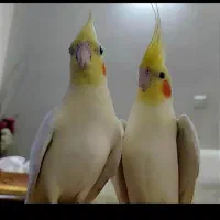 پرنده زینتی عروس