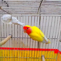 طوطی کوتوله ماده