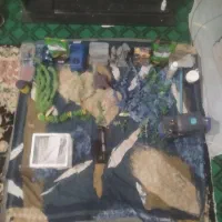 اکواریوم|ماهی|نقده, |دیوار