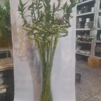 بامبو گیاه شانس|گل و گیاه طبیعی|تهران, پرستار|دیوار