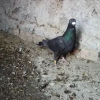 ماده  سیاه ذات کشکی|پرنده|فسا, |دیوار