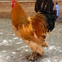 خروس برهما|حیوانات مزرعه|کرمان, |دیوار