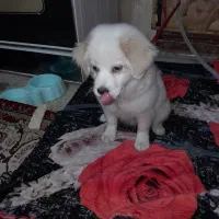 توله سگ ماده پاکوتاه ۴ ماهه با شناسنامه|سگ|کرج, برغان|دیوار