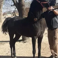 کره مادیان درهشوری