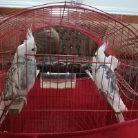 عروس هلندی جفت آلبینو دوکت