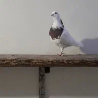 کبوتر طوقی|پرنده|خمینی‌شهر, |دیوار