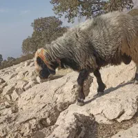 نرمیش ترکی اصل....اطراف لالی|حیوانات مزرعه|لالی, |دیوار